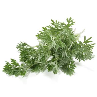 Absinthe Plante Coupe Grossière 0.5-3cm