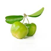BIO Acrola Fruit Extrait Sec 17% Vitamine C 