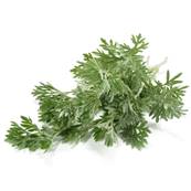 Absinthe Plante Coupe Grossière 0.5-3cm