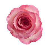 Rose Rose Ptale Poudre 300m Dbactrise