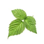 BIO NOP Framboisier Feuille Entière