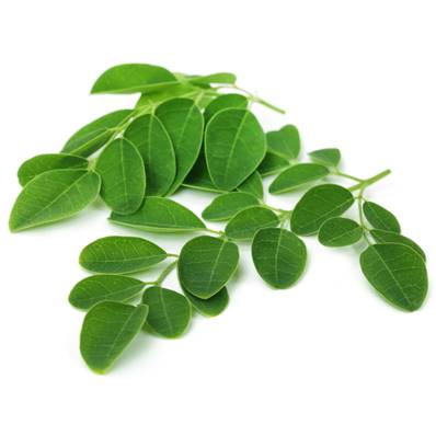 BIO Moringa Feuille Poudre 300µm