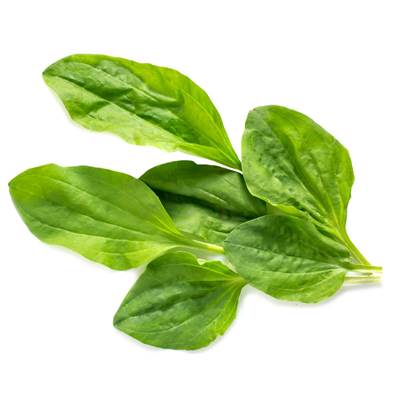 Plantain Majeur Feuille Extrait Sec 4/1
