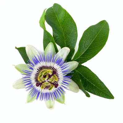 Passiflore Partie Aérienne Extrait Sec 3.5% Vitexine