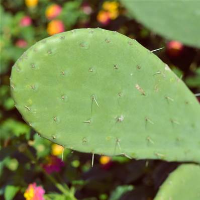 Nopal Cladode Poudre 200µm Débactérisée, 45 % fibre
