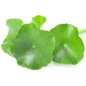 Centella Plante Poudre 300m Dbactris