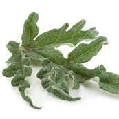BIO Artichaut Feuille Poudre 160m Dbactrise, 0.7 % cholorogenics