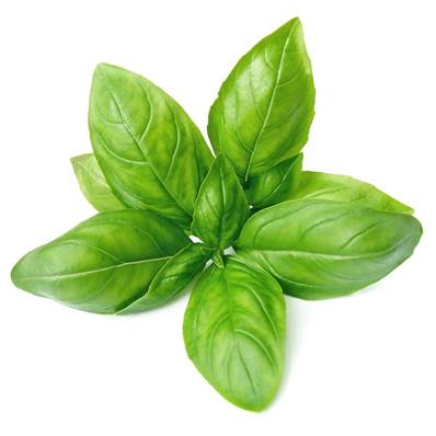 BIO Basilic Feuille Poudre 300µm Débactérisée