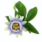 BIO Passiflore Partie Arienne Coupe Extraction 2-8mm