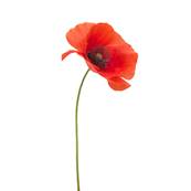 Coquelicot Partie Aérienne Extrait Fluide (France)