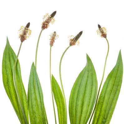 BIO Plantain Lancéolé Feuille Extrait Sec 3/1