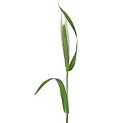 BIO Orge Feuille Poudre 250m dbactrise