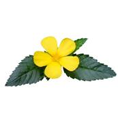 Damiana Feuille Extrait Sec CWS