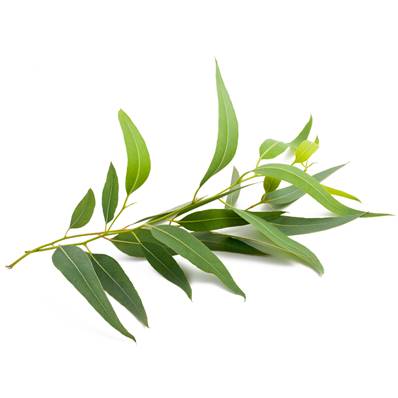 BIO Eucalyptus Feuille Extrait Sec Concentré TGE