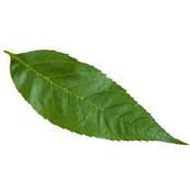 BIO Frne Feuille Poudre Dbactrise