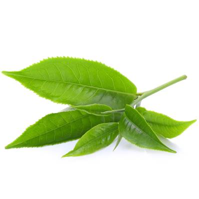 Thé Vert Feuille Extrait Sec 40% Polyphénols-5% EGCG-20% Catechins-4%