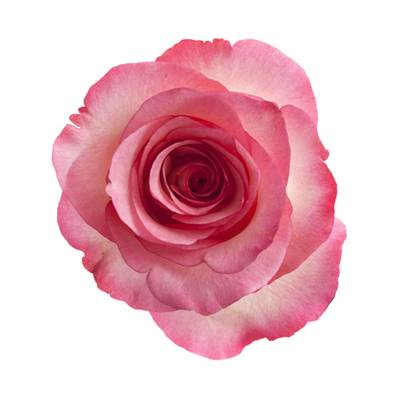 Rose Rose Pétale Poudre 300µm Débactérisée