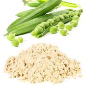 Protéine de Pois Poudre