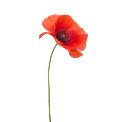 Coquelicot Partie Aérienne Extrait Fluide (France)