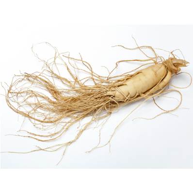 BIO Ginseng Blanc Radicelle Coupe Extraction 1-3cm Tamisé 300µm