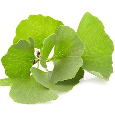 BIO Ginkgo Biloba Feuille Poudre 300µm Débactérisée