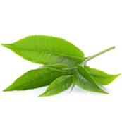 Th Vert Feuille Extrait Sec enrichi  10% Cafine CWS