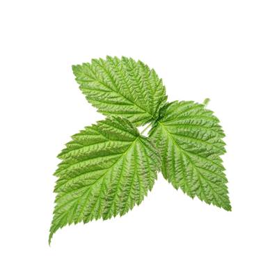 BIO NOP Framboisier Feuille Entière