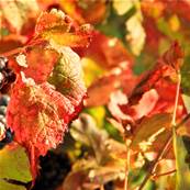 BIO Vigne Rouge Feuille Poudre 300µm Débactérisée, 0.4 % polyphenols