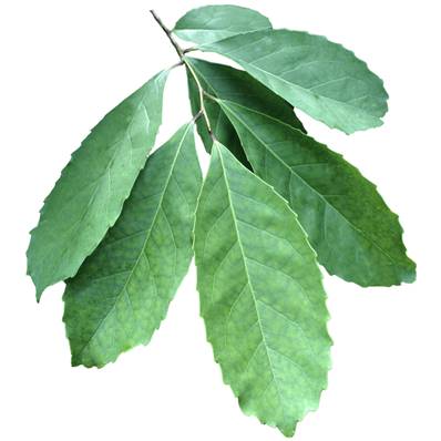 Maté Feuille Extrait Sec 1.5% Caféine