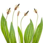 Plantain Lancol Plante Extrait Sec 10/1