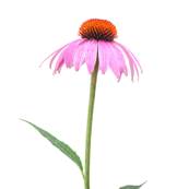 BIO Echinace Pourpre Partie Arienne Coupe 1-3cm (France)