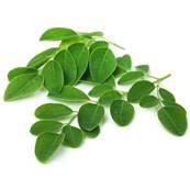 BIO Moringa Feuille Extrait Sec 4/1 CWS