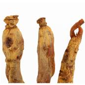 Ginseng Rouge Radicelle Entire