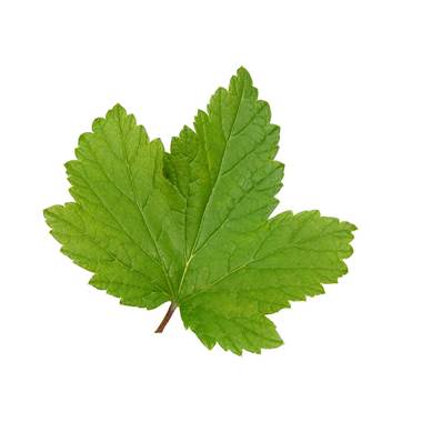 BIO Cassis Feuille Poudre 250µm