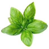 BIO Basilic Feuille Poudre 300µm Débactérisée