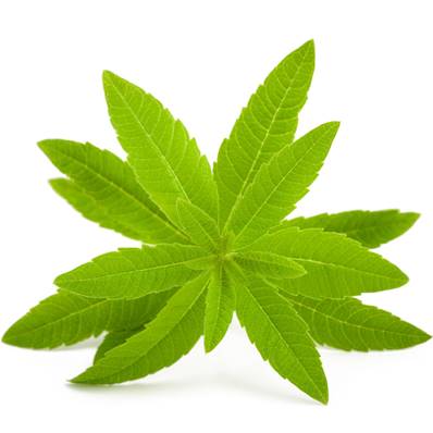 BIO Verveine Feuille ES 3-4/1 CWS