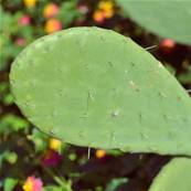 Nopal Cladode Poudre 200µm 