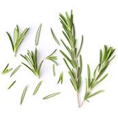 BIO Romarin Feuille Coupe