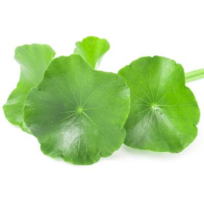 Centella Plante Poudre 300µm Débactérisé