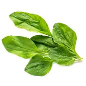 Plantain Majeur Feuille Extrait Sec 4/1