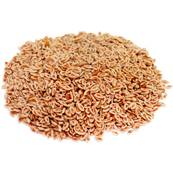 Ispaghul Tgument Poudre 300m Dbactrise