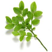 BIO Myrtille Partie Aérienne et Feuille Poudre 300µm Débactérisée