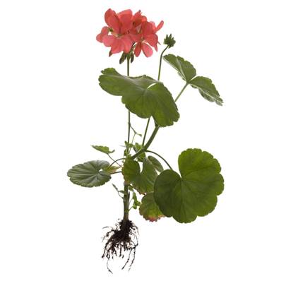 Pelargonium Racine Extrait Sec 10/1