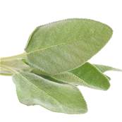 Sauge Officinale Feuille Coupe Extraction
