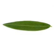 Sn Feuille Poudre 300m Dbactrise