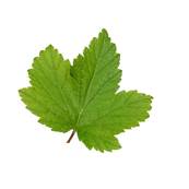 BIO Cassis Feuille Poudre 300µm Débactérisée