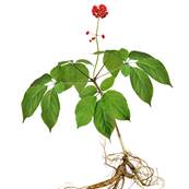 Ginseng Plante Extrait Sec 15% Ginsnosides