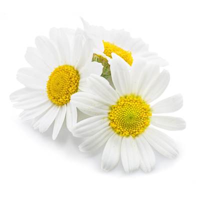 Camomille Matricaire Fleur Entière Tamisée 1mm