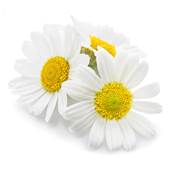 Camomille Matricaire Fleur Entire Tamise 1mm