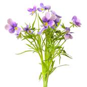 BIO Pense Sauvage Partie Arienne Poudre 300m Dbactrise